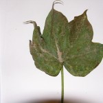 Untreated Untreated