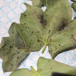 Untreated Plants